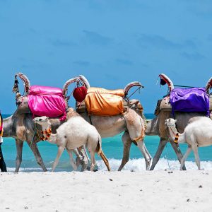 Tunisia. (South Tunisia) Djerba island. Beach of Sidi Mehrez. Camels use for sightseeing tours