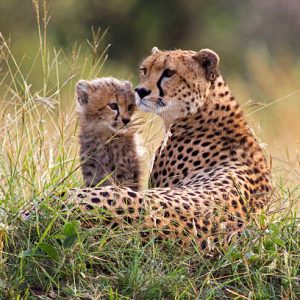 A mother cheetah resting with her young cub – Masai Mara, Kenya
