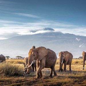 Herd of large African elephants walking in front of Mount Kilimanjaro in Amboseli, Kenya Africa