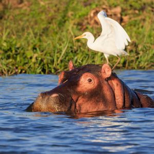 Hippopotamus (Hippos) in Liwonde N.P. - Malawi