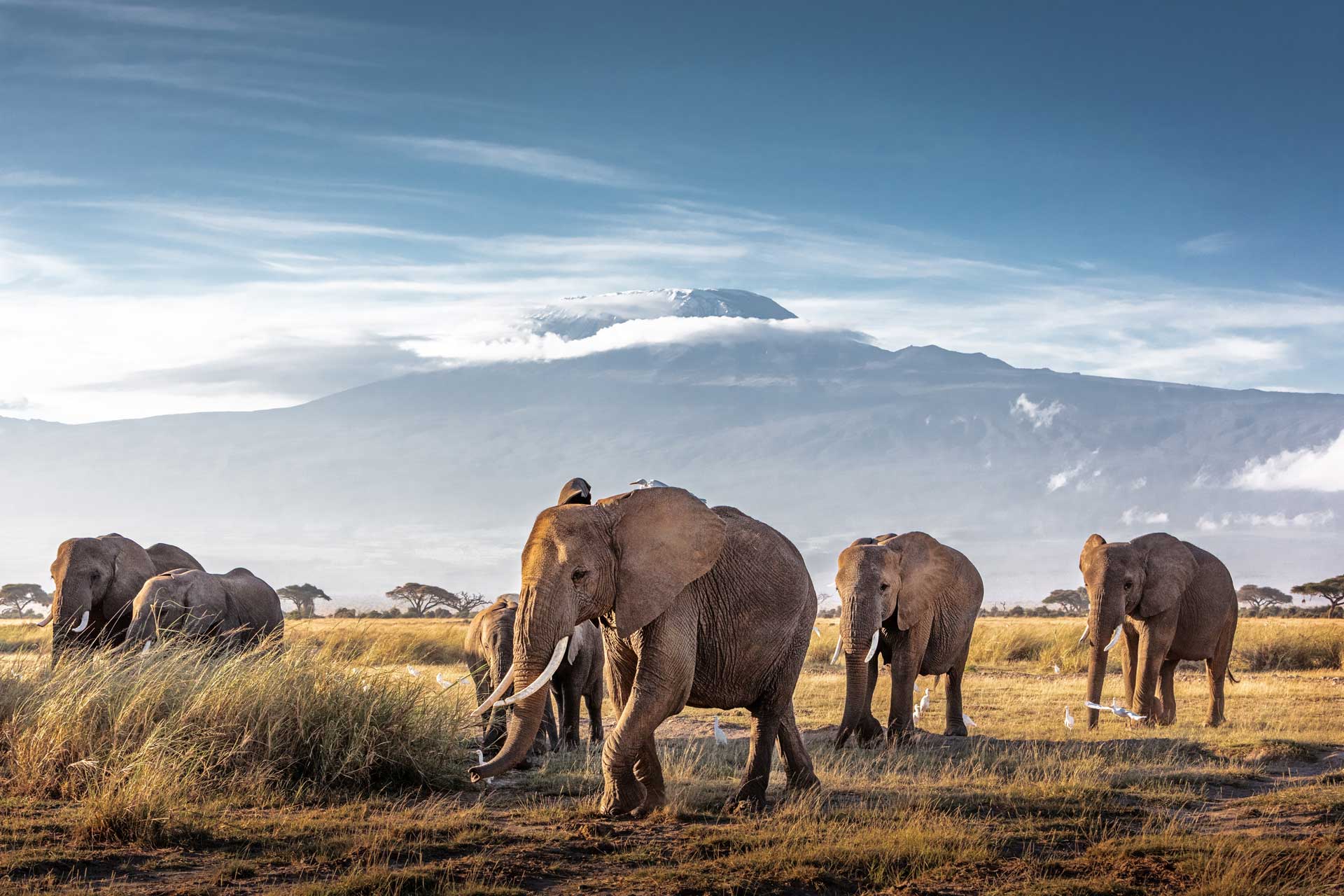 The Best of Kenya Safari